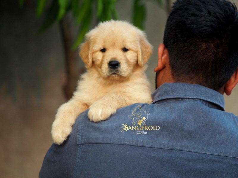 Image of Golden Retriever posted on 2022-08-22 04:07:05 from Bangalore