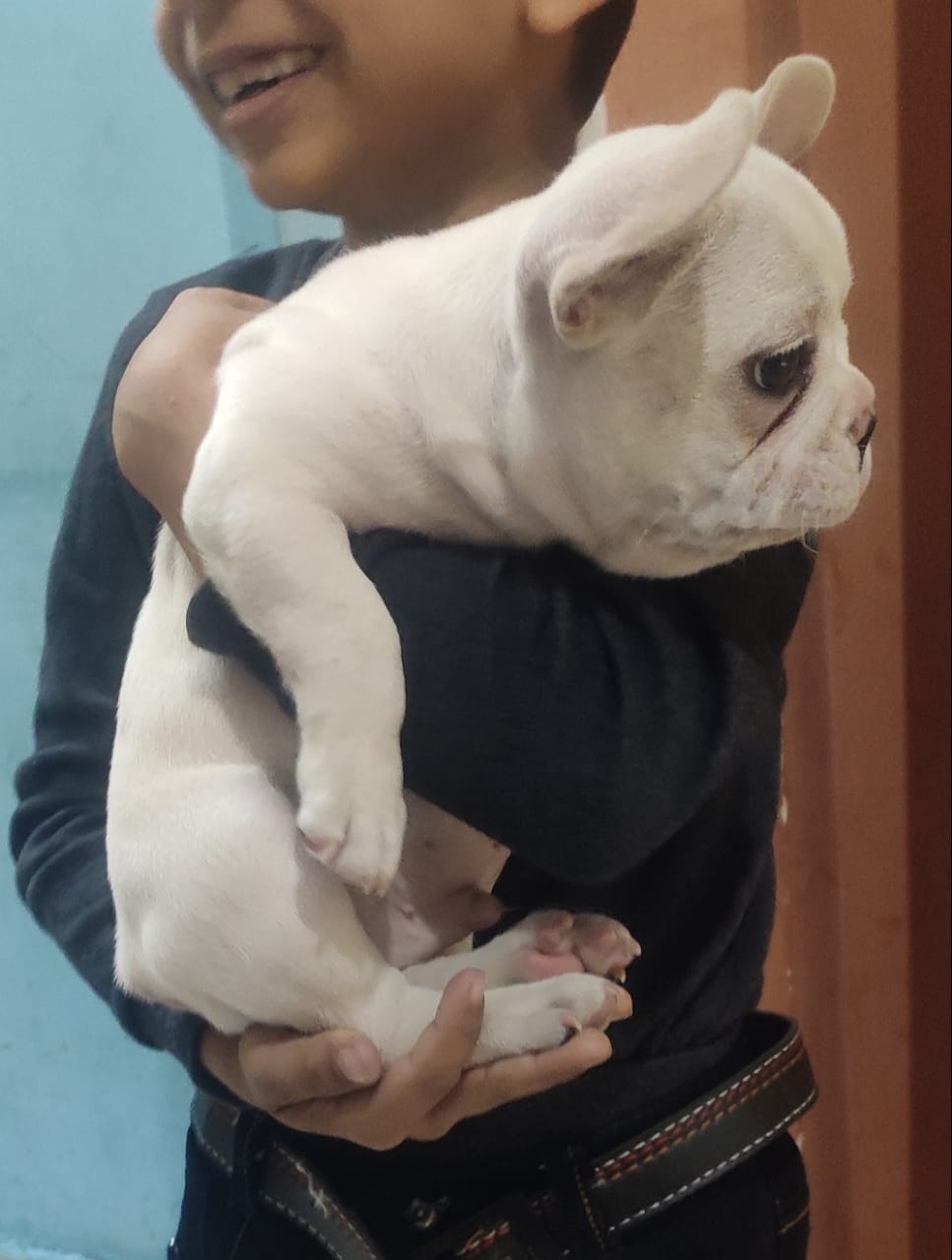 Image of FRENCH BULLDOG posted on 2022-03-26 13:00:08 from Delhi