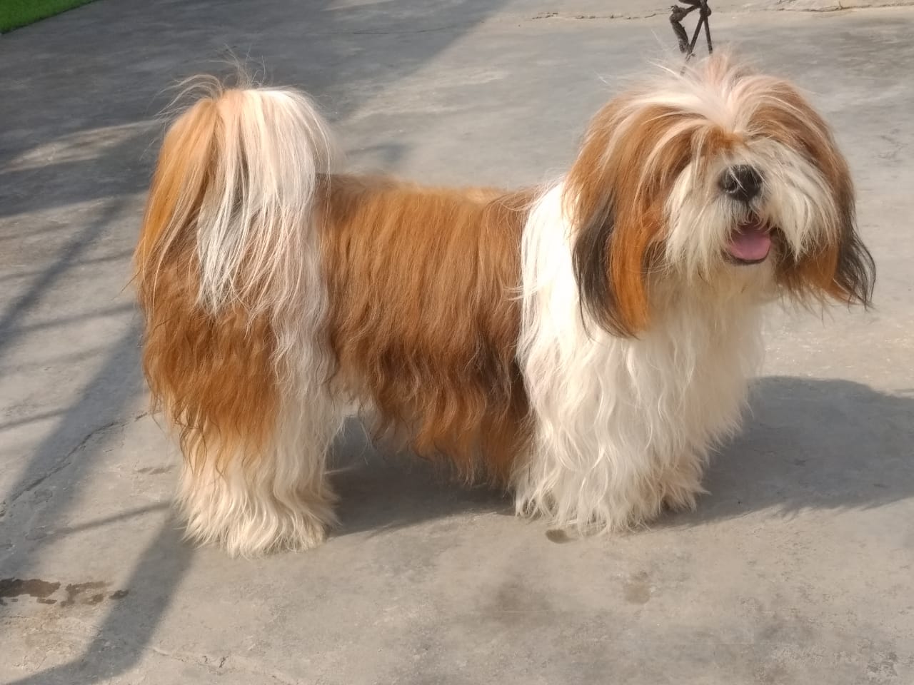 Image of SHIHTZU posted on 2022-03-26 13:00:08 from HYDERABAD