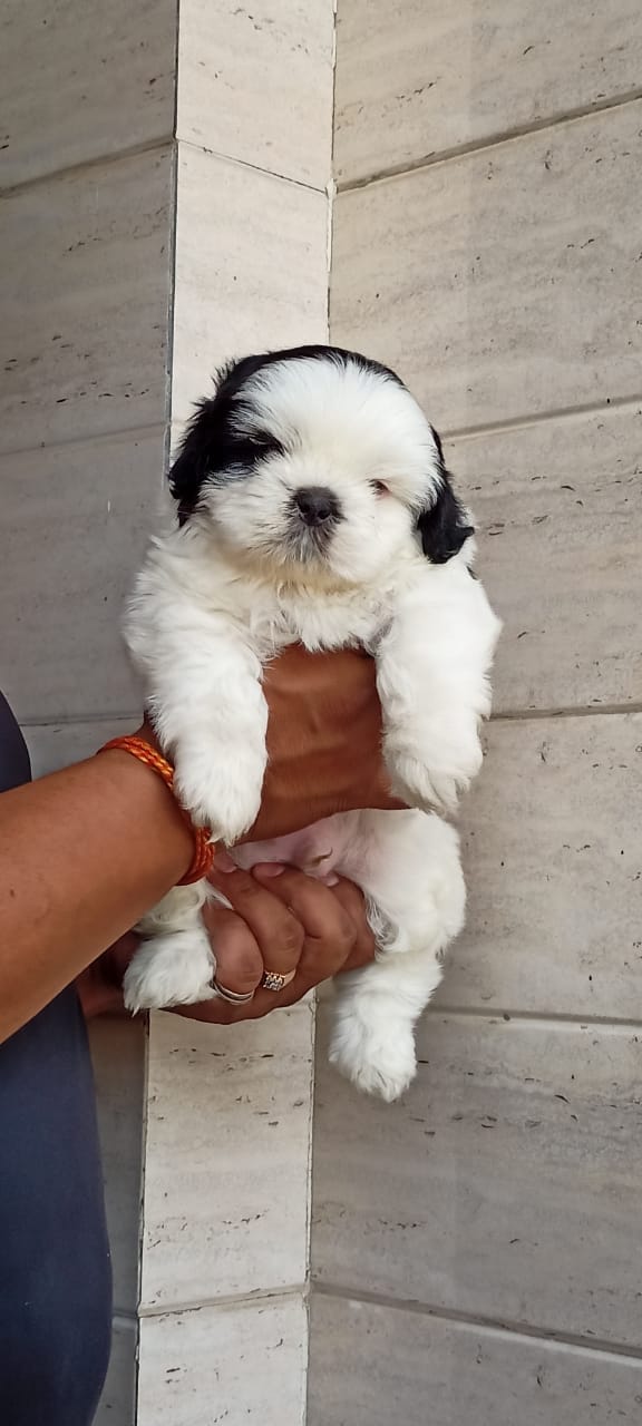 Image of SHIHTZU posted on 2022-03-26 13:00:08 from GUJRAT