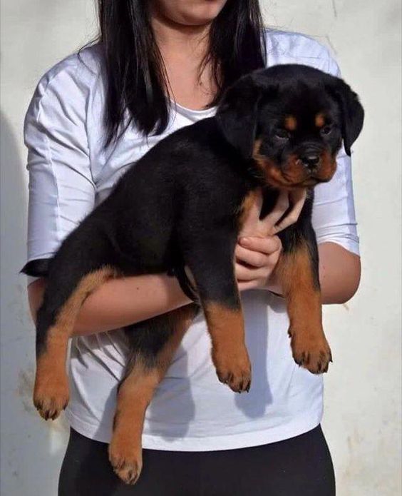 Image of Rottweiler posted on 2022-08-22 04:07:05 from Ahmedabad