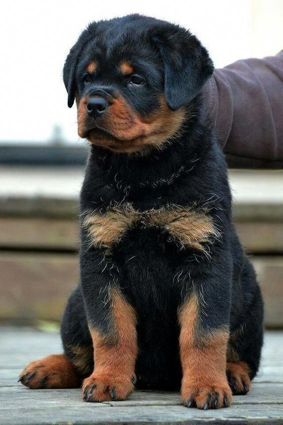 Image of Rottweiler posted on 2022-08-22 04:07:05 from surat