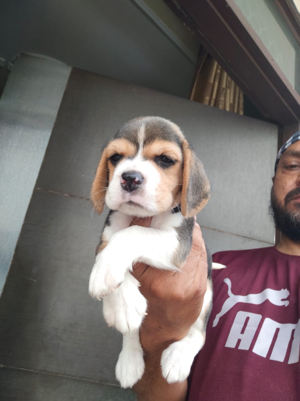 Image of BEAGLE posted on 2022-03-26 13:00:08 from Delhi