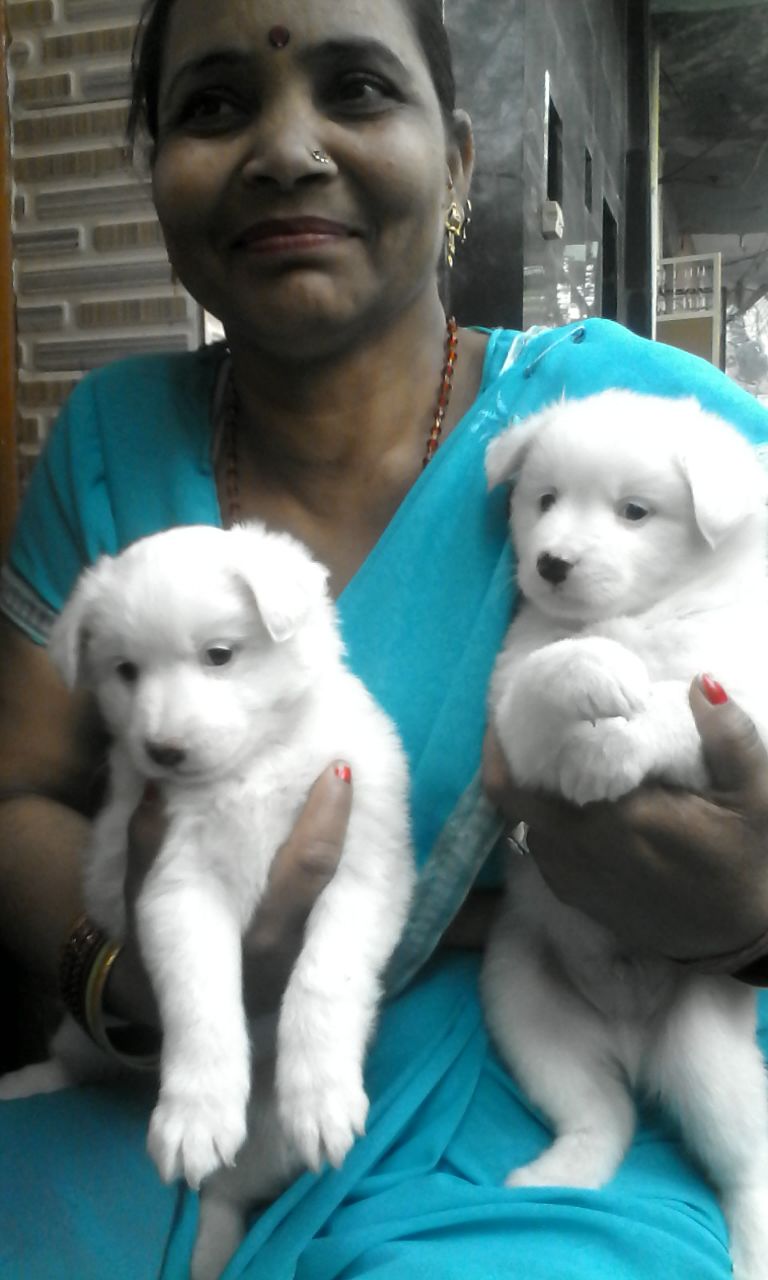 Image of SAMOYED posted on 2022-03-26 13:00:08 from Delhi