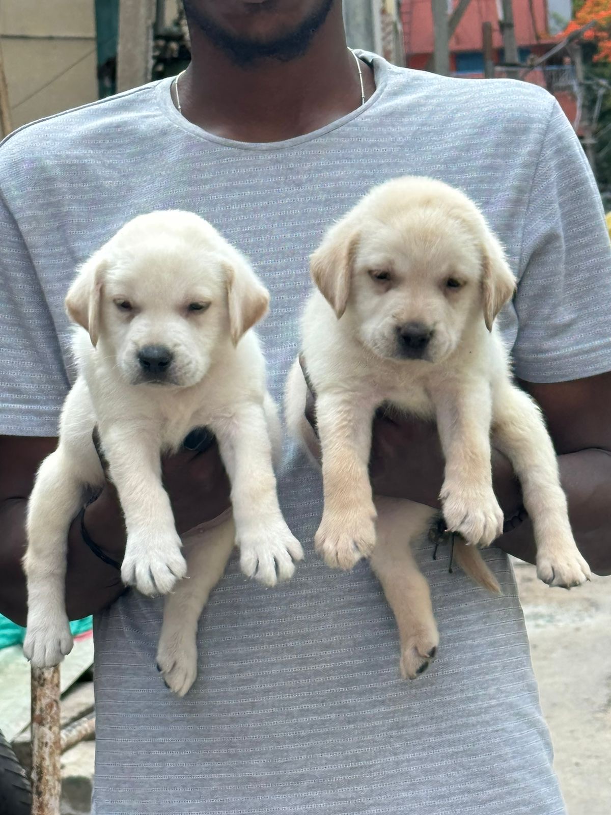Labrador puppies from Bangalore. Breeder: shekar