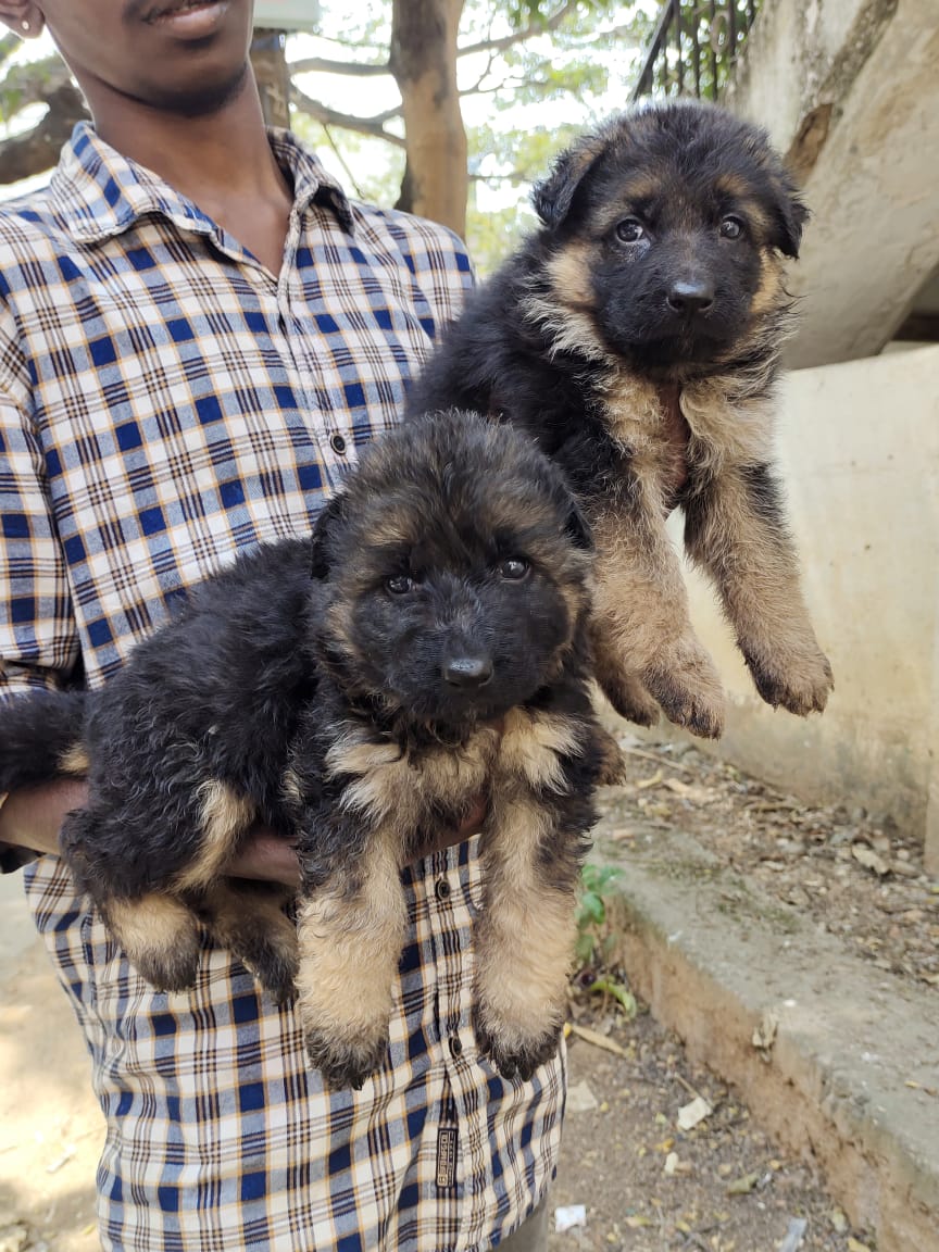 German shepherd puppies from Bangalore. Breeder: shekar