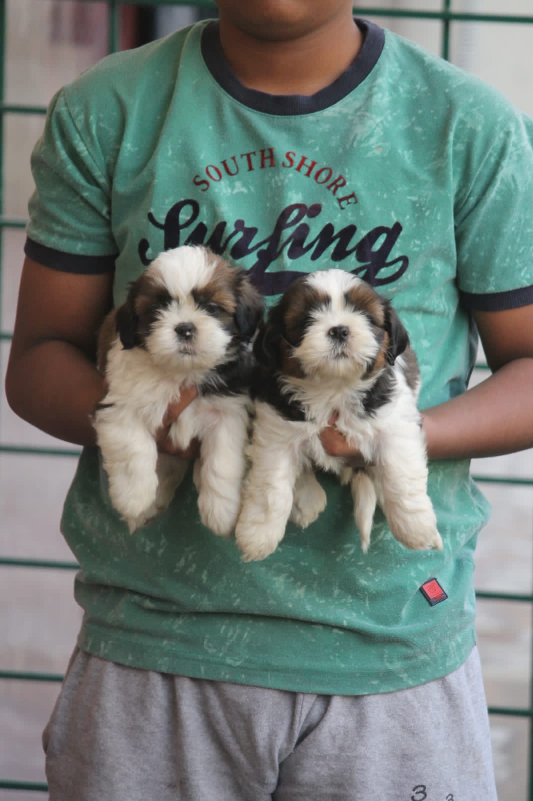 Shishtzu puppies from Bengaluru. Breeder: shekar