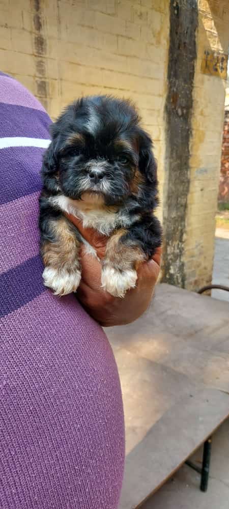 Image of LHASA APSO posted on 2022-03-26 13:00:08 from Delhi