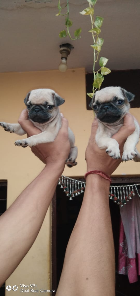 Image of PUG posted on 2022-03-26 13:00:08 from Delhi