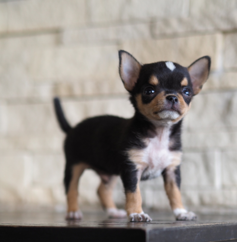 Image of chihuahua posted on 2022-08-22 04:07:05 from Mumbai