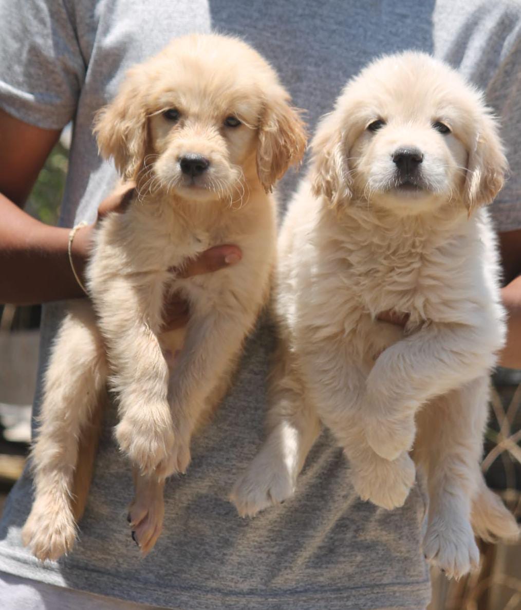 Double bonned puppys