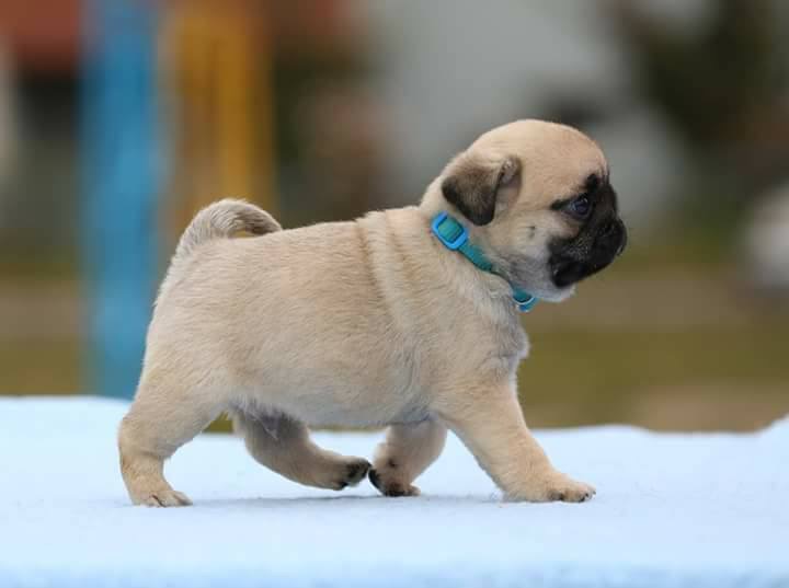 Image of PUG posted on 2022-08-22 04:07:05 from mumbai