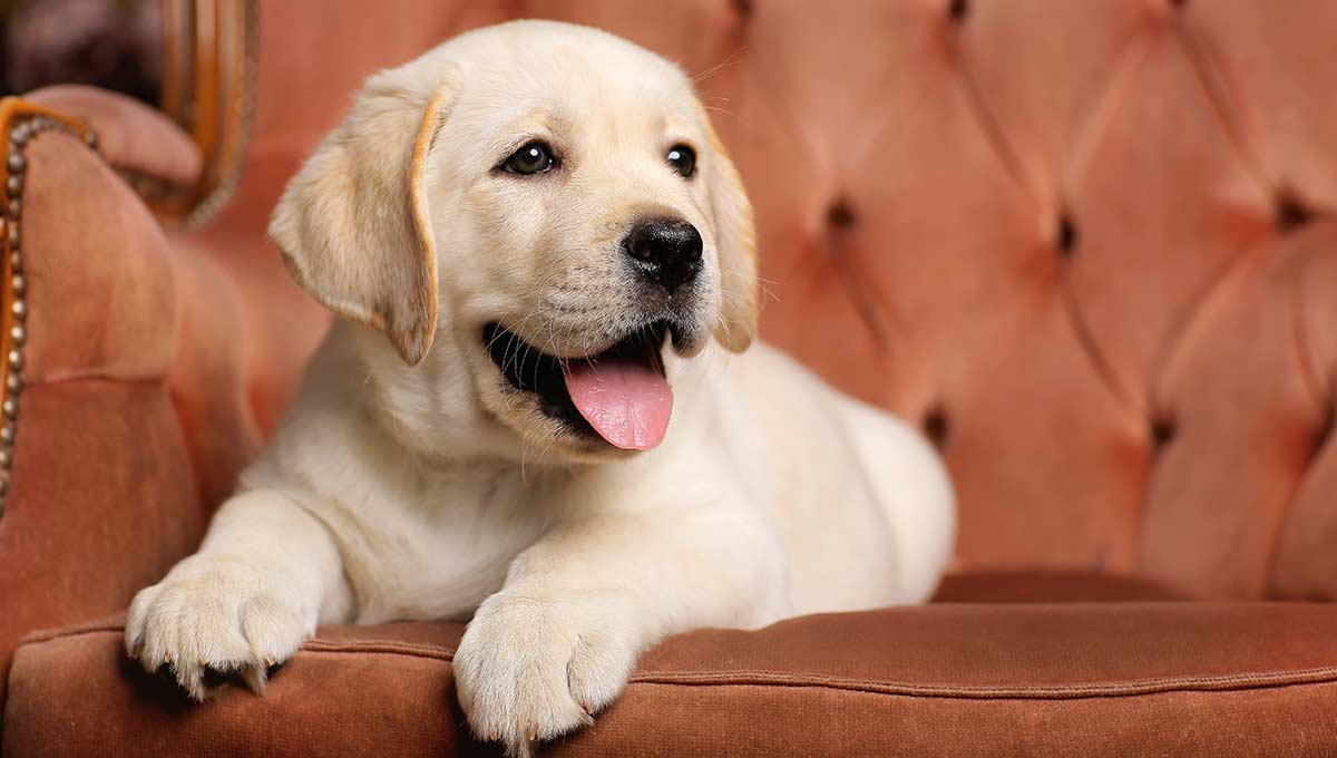 Image of Labrador posted on 2022-08-22 04:07:05 from mumbai