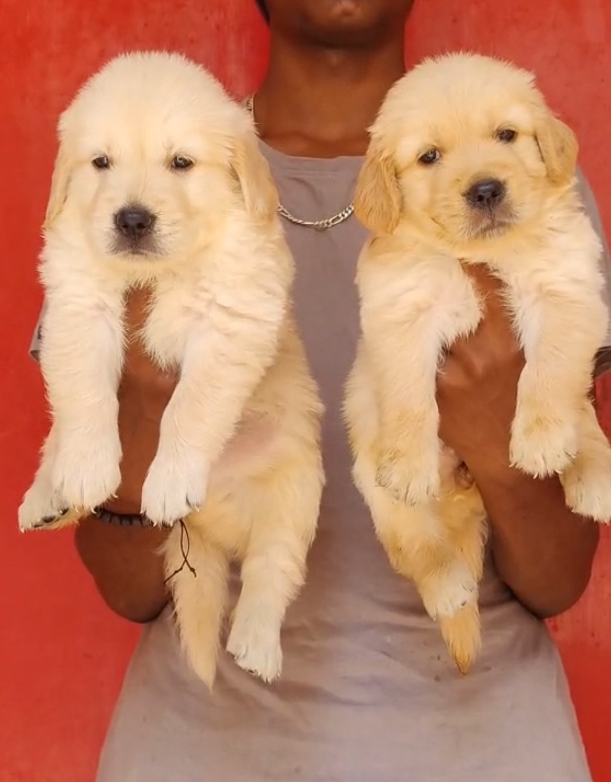 Golden retriver puppies from Bangalore. Breeder: shekar