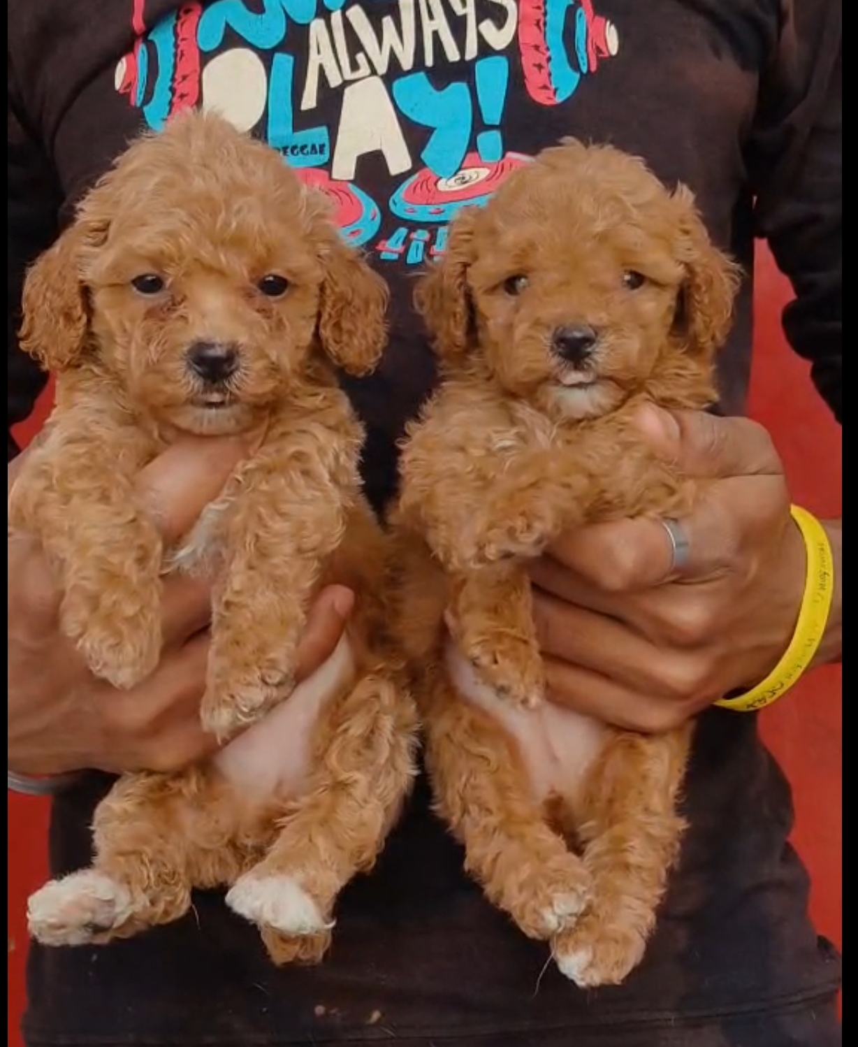 Poodle puppies from Bangalore. Breeder: shekar
