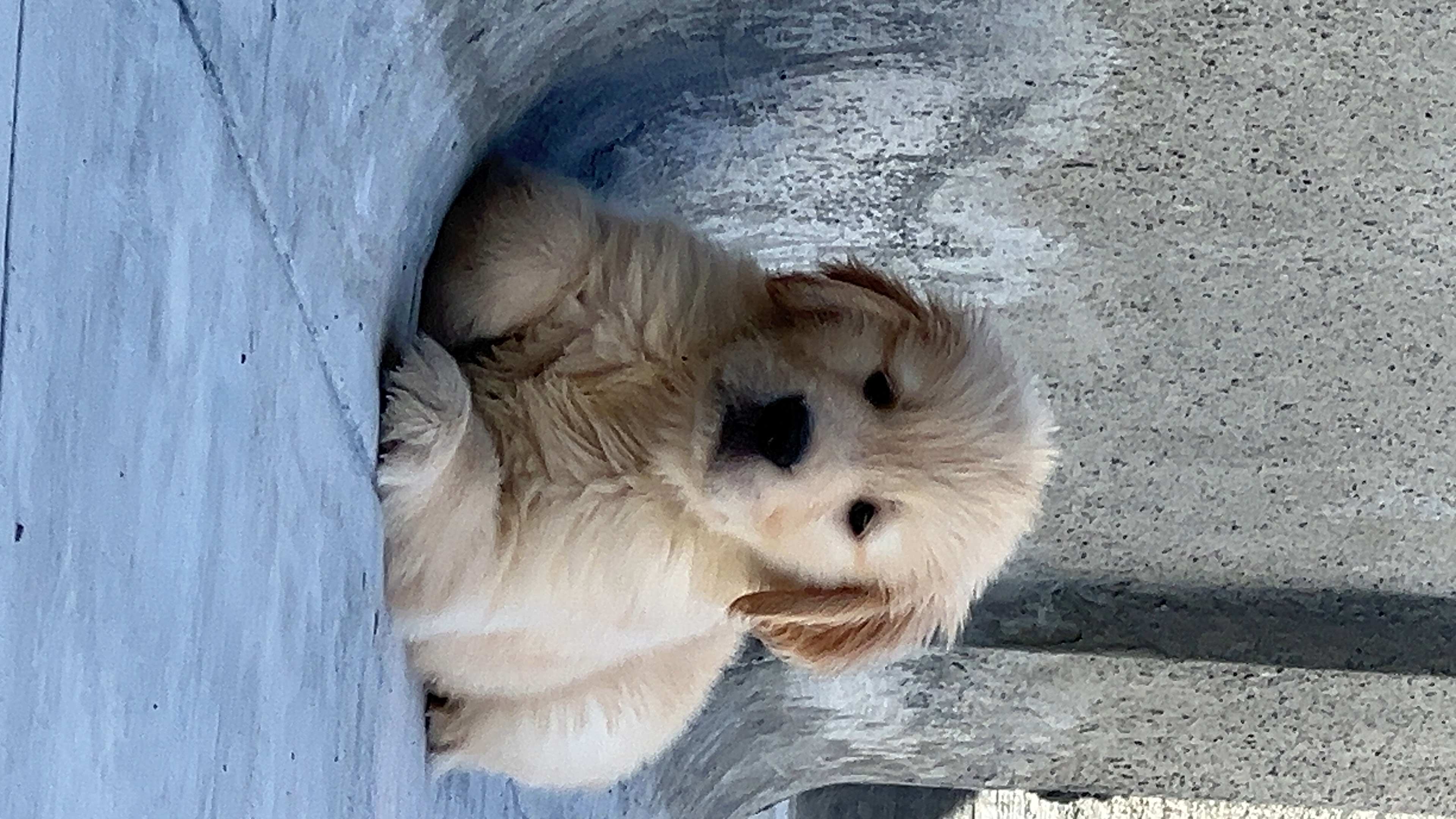 Two months quality Golden retriever puppies in pune