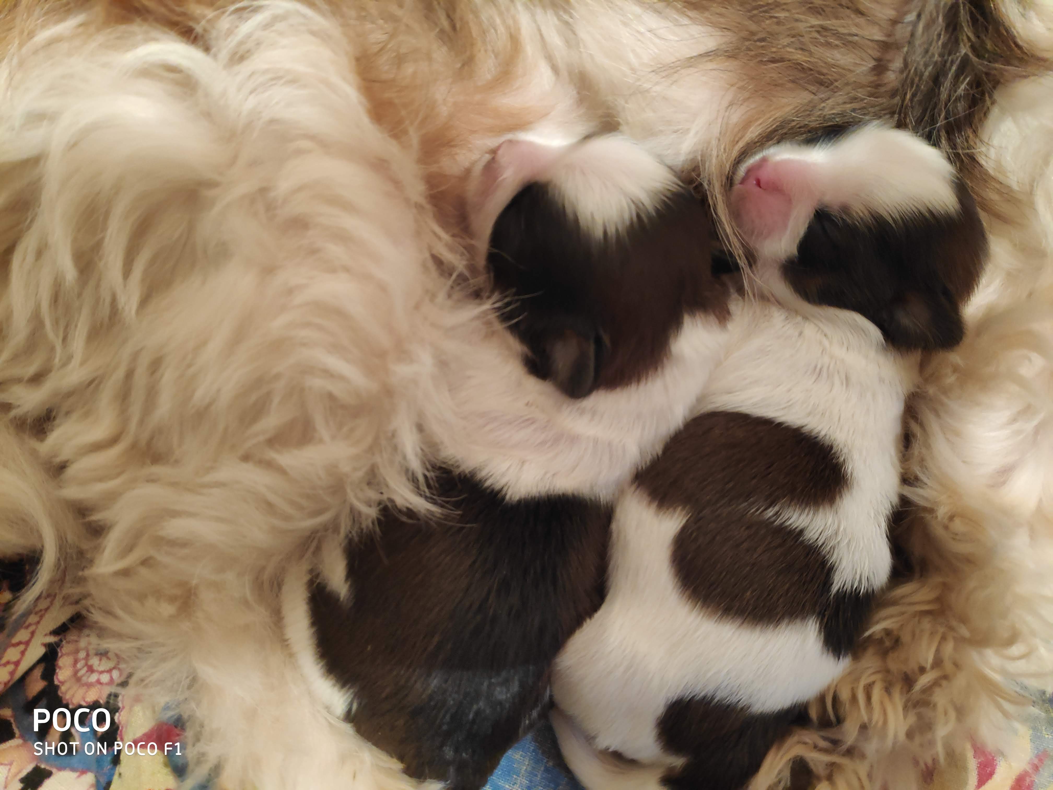 pups with mother