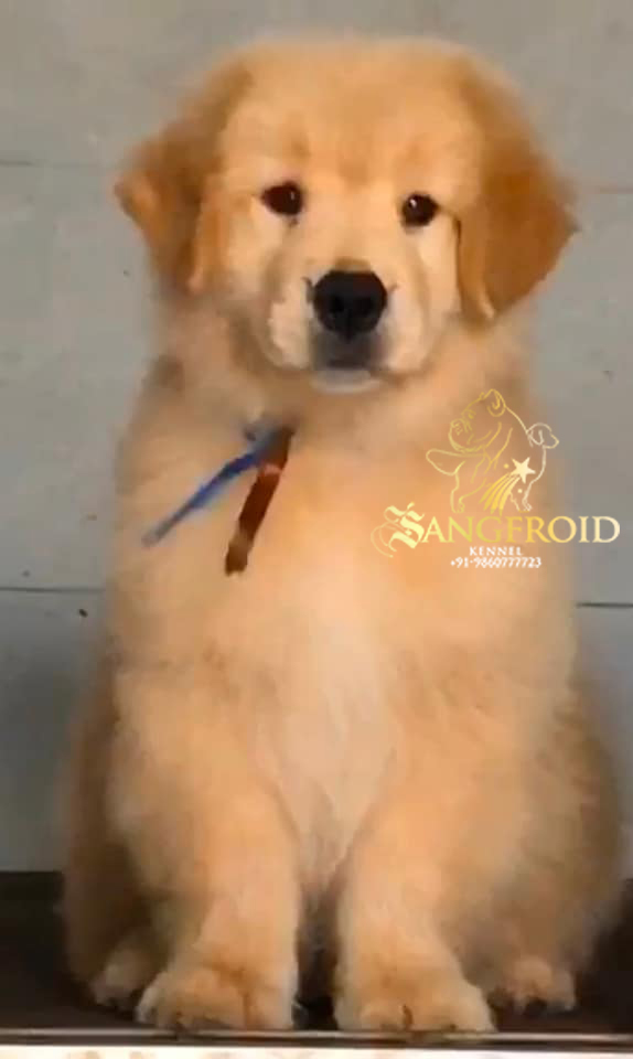 Image of Golden Retriever posted on 2022-08-22 04:07:05 from Mumbai