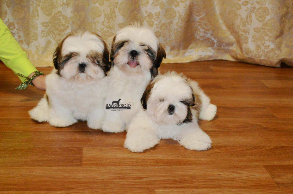 Image of shih tzu posted on 2022-08-22 04:07:05 from SHIH TZU