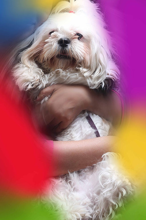 Image of shih tzu posted on 2022-01-28 13:10:23 from JP NAGAR