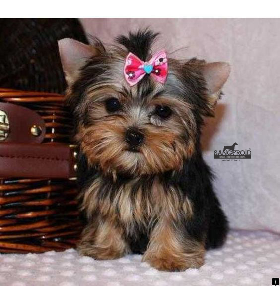 Image of Yorkshire Terrier posted on 2022-08-22 04:07:05 from Mumbai