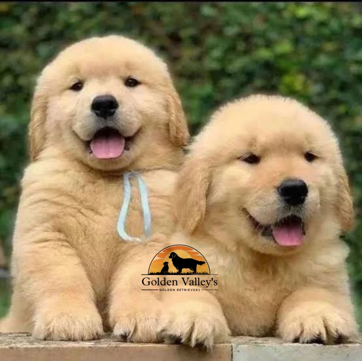 Golden Retriever puppies from Pune. Breeder: Golden Valley Kennel