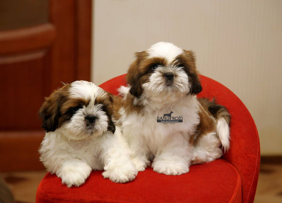 Image of shih tzu posted on 2022-08-22 04:07:05 from surat