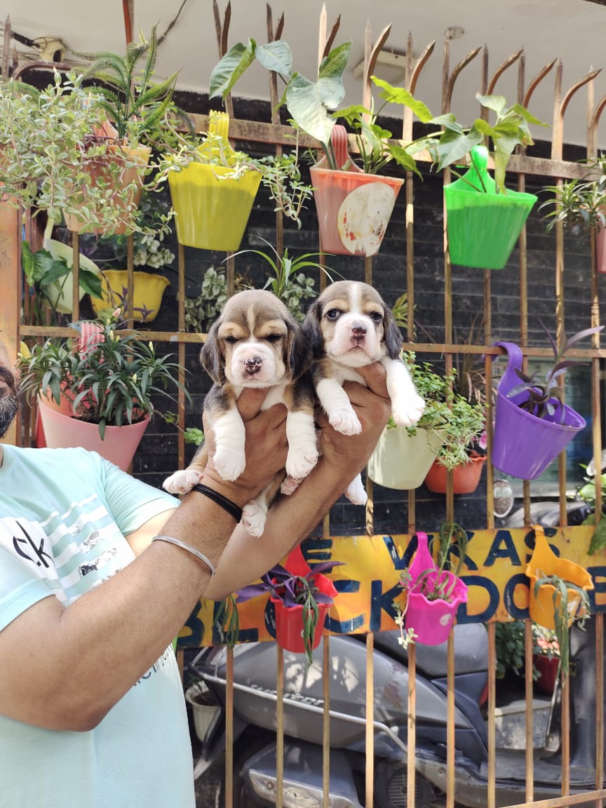 BEAGLE puppies from Delhi. Breeder: Suraj Tomar