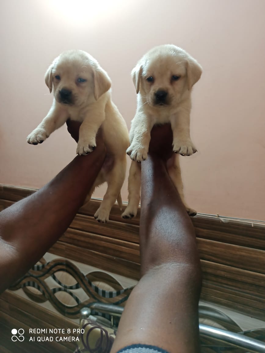 LABRADOR puppies from Delhi. Breeder: Suraj Tomar