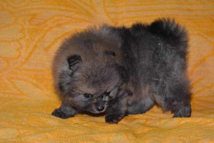 Image of TOY POMERANIAN posted on 2022-03-26 13:00:08 from Delhi