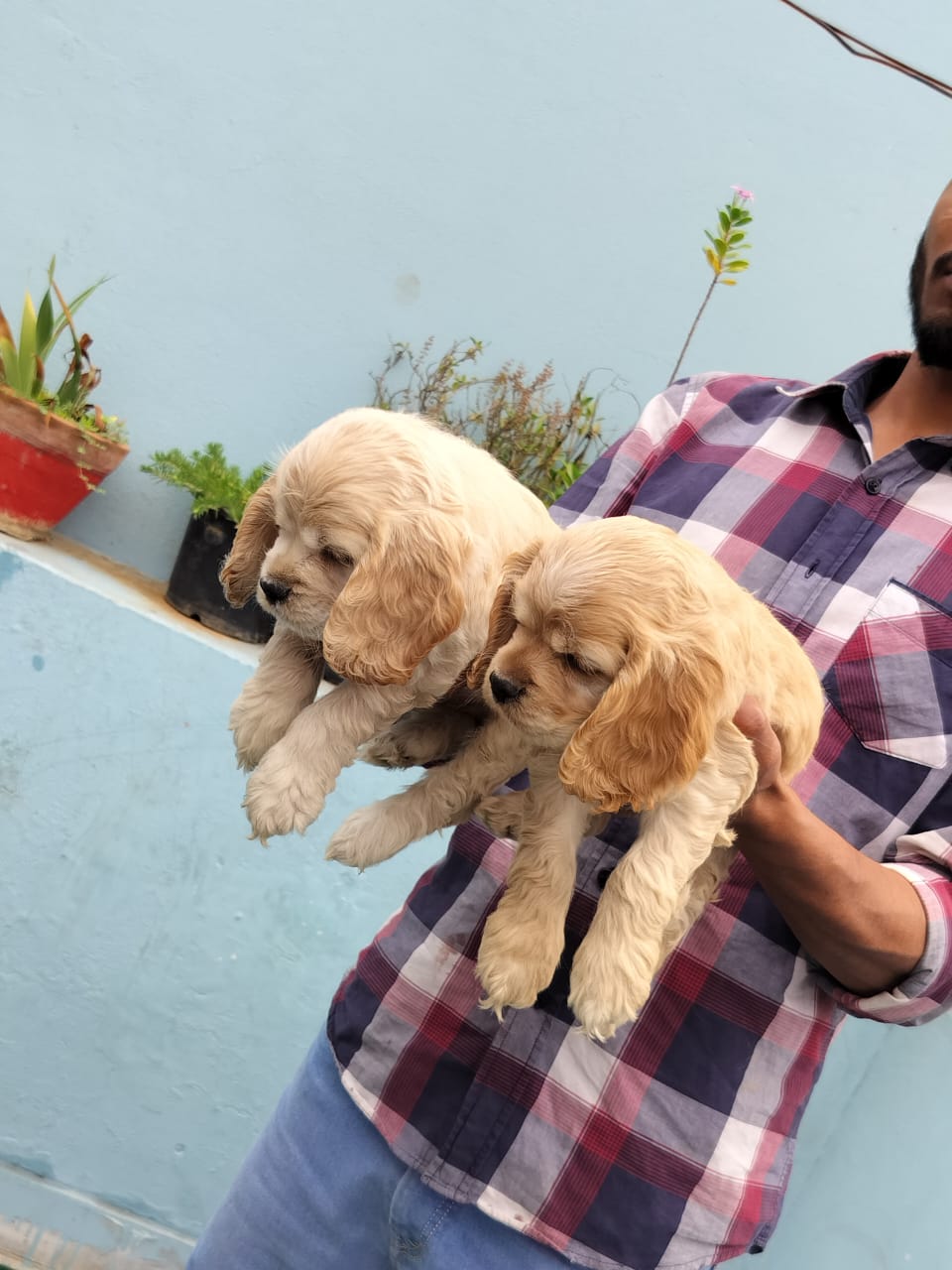 AMERICAN COCKER puppies from Delhi. Breeder: Suraj Tomar