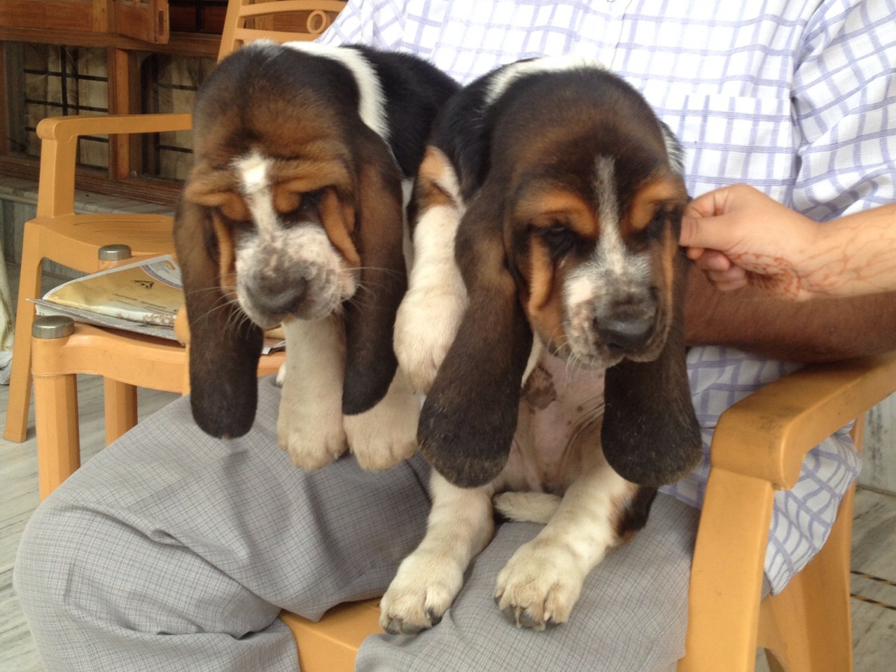 basset hound puppies from Delhi. Breeder: Suraj Tomar