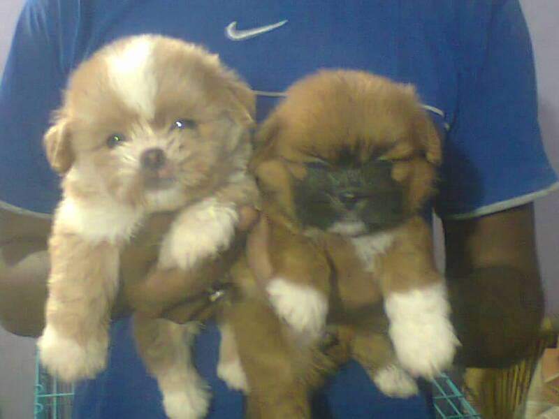 HAVANESE puppies from Delhi. Breeder: Suraj Tomar