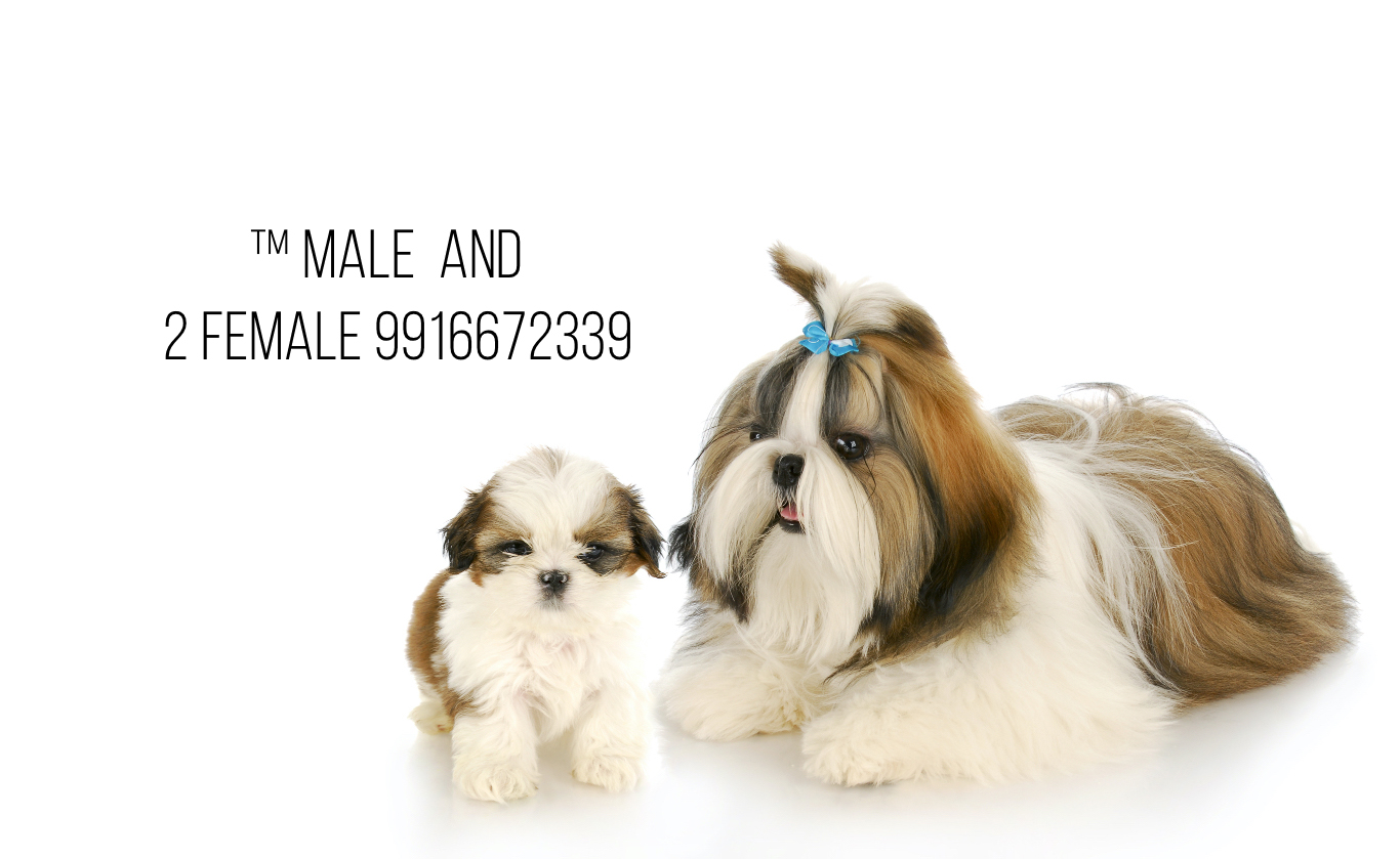 Image of shih tzu posted on 2022-01-28 13:10:23 from Sanjaynagar RMV 2nd Stage