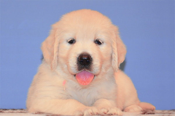 Image of Golden Retriever posted on 2022-08-22 04:07:05 from surat