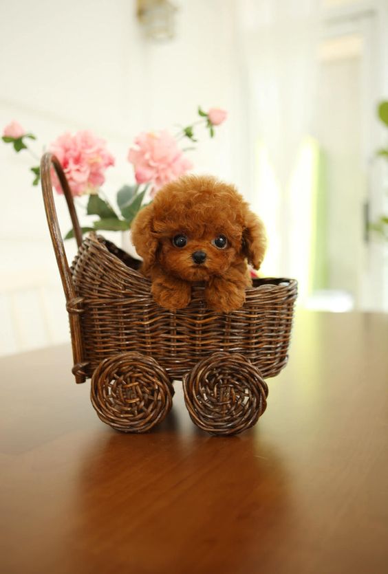 Image of Toy Poodle posted on 2022-08-22 04:07:05 from Ahmedabad