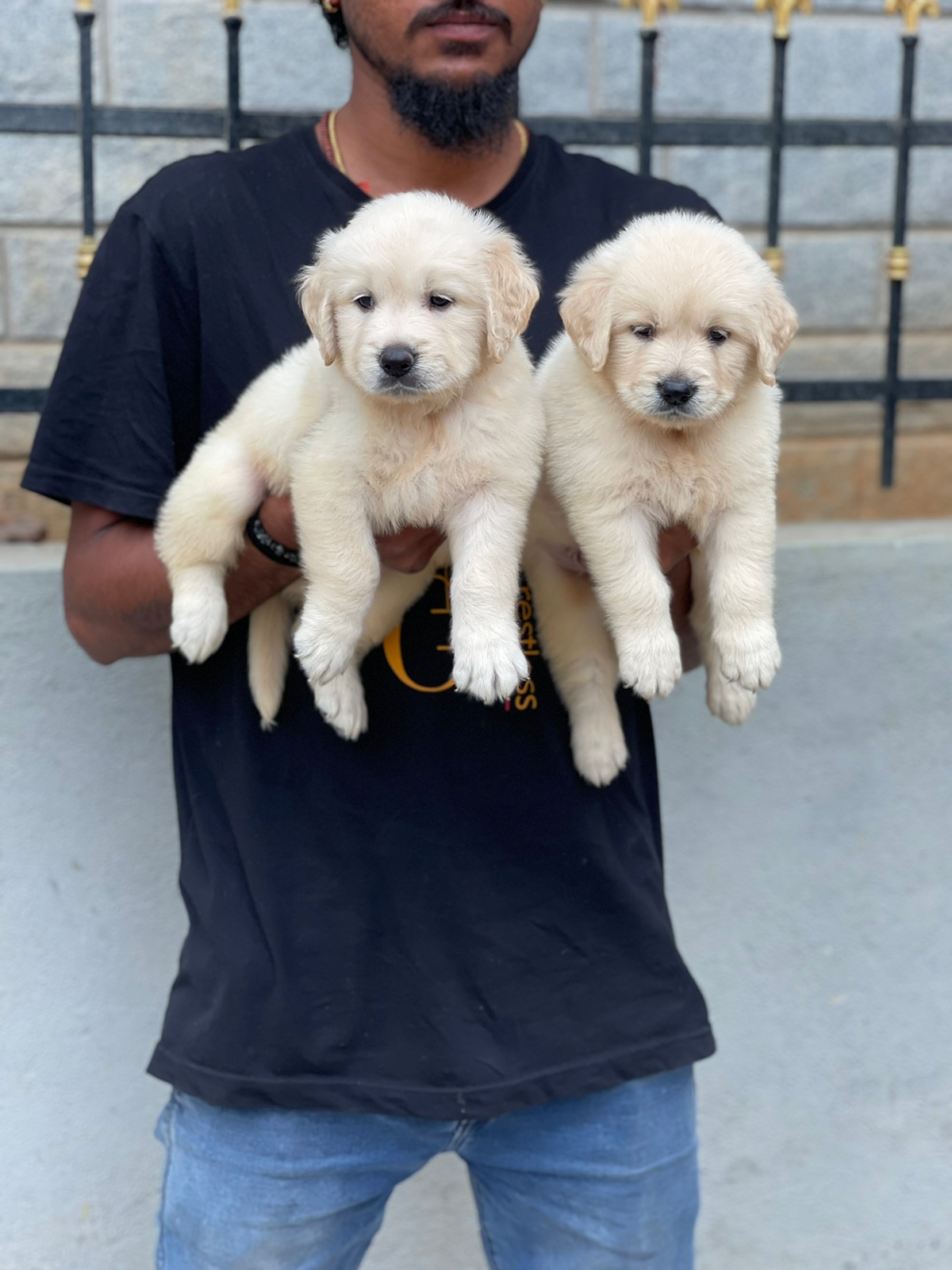 Golden Retriver puppies from Bangalore. Breeder: shekar
