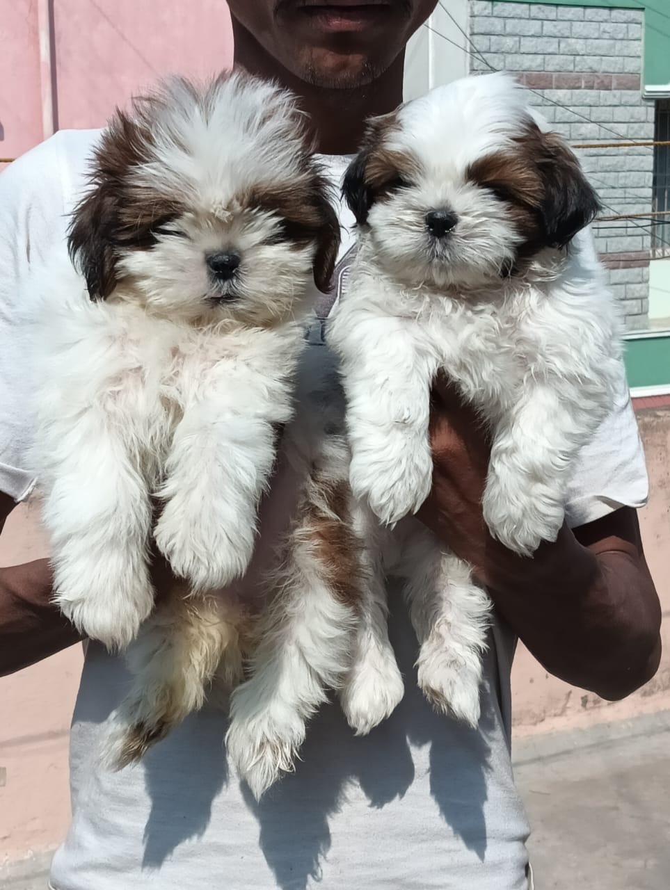Shishtzu puppies from Bangalore. Breeder: shekar