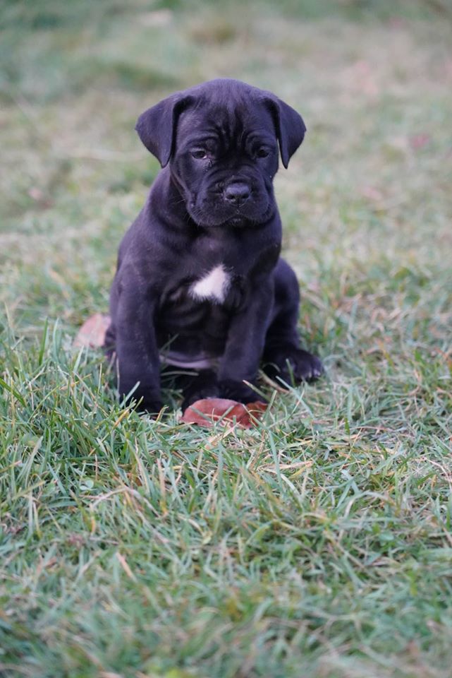 cane corso puppies from chennai. Breeder: PET SHOP ONLINE