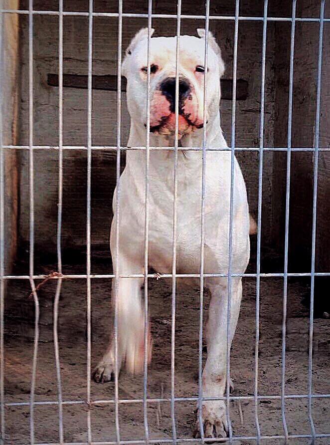 Image of Dogo argentino posted on 2022-06-22 15:00:15 from hyderabad