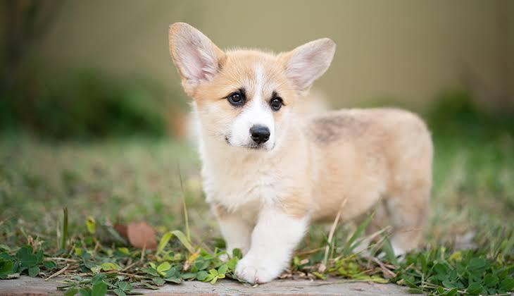 Image of Corgi posted on 2022-06-22 15:00:15 from hyderabad