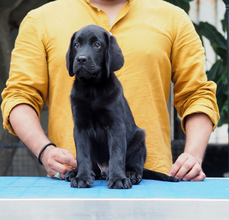 Image of Labrador posted on 2022-08-22 04:07:05 from Mumbai