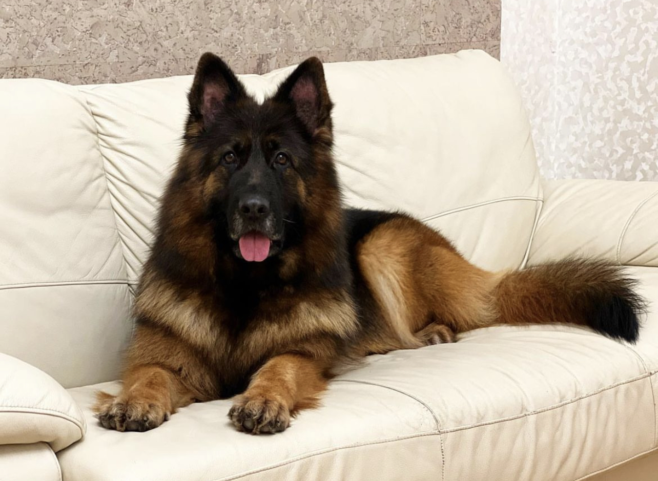 Image of German Shepherd posted on 2022-08-22 04:07:05 from Ahmedabad