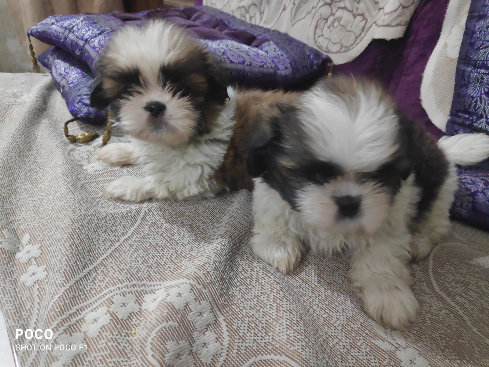 SHIH TZU puppies from kolar. Breeder: Suriya