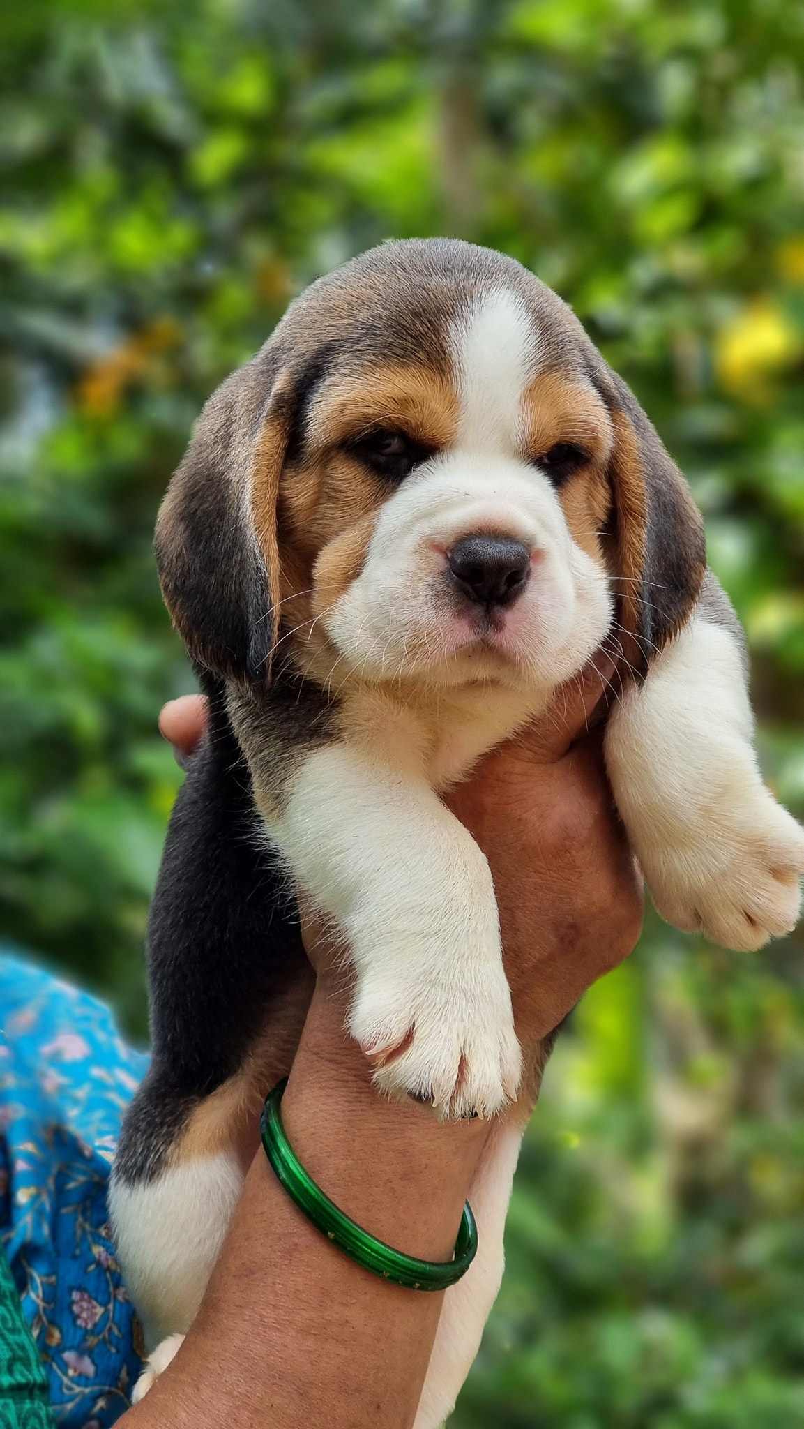 Beagle puppies from Mumbai. Breeder: Swapnil