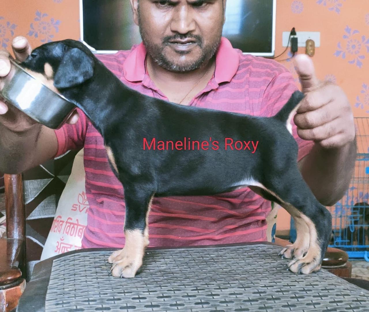 Doberman puppies from Pune. Breeder: Atul mane