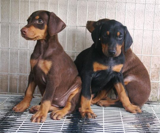 doberman puppies from mumbai. Breeder: Swapnil