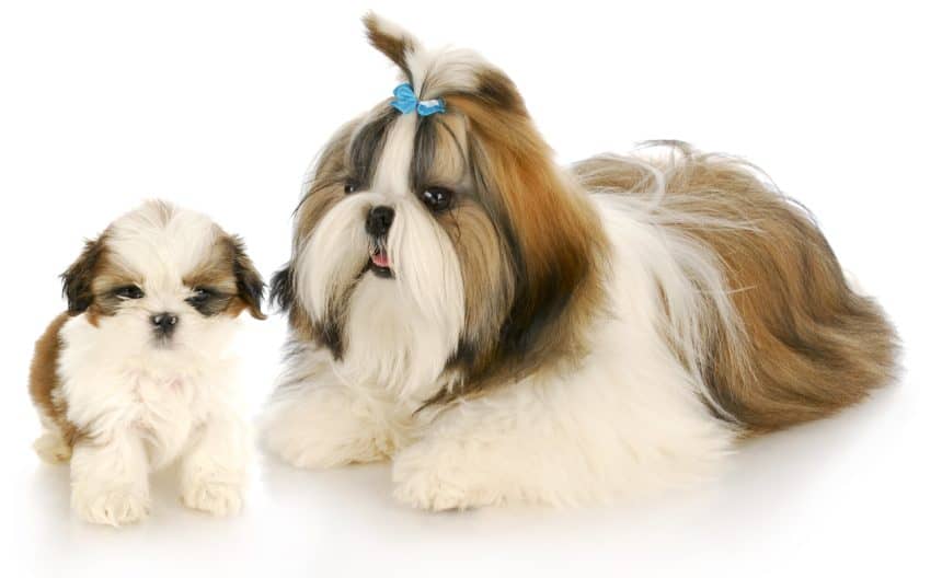 pic of shih tzu posted on 2022-08-22 04:07:05