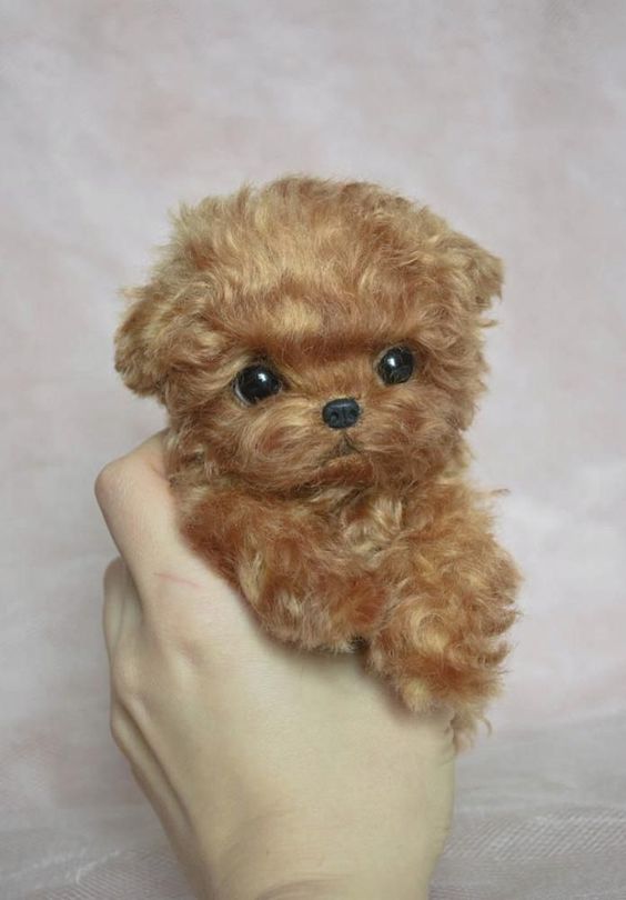 Image of toy poodle posted on 2022-08-22 04:07:05 from mum