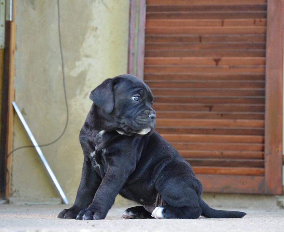 pic of CANE CORSO posted on 2022-03-13 14:06:50